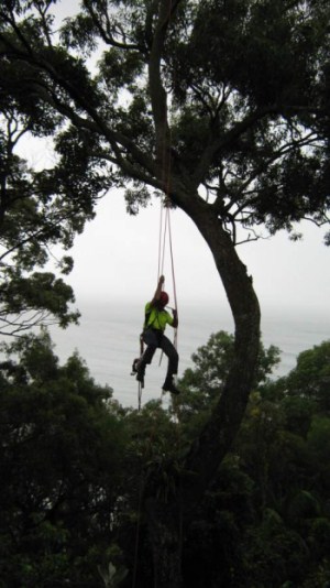 Sunshine Coast tree services